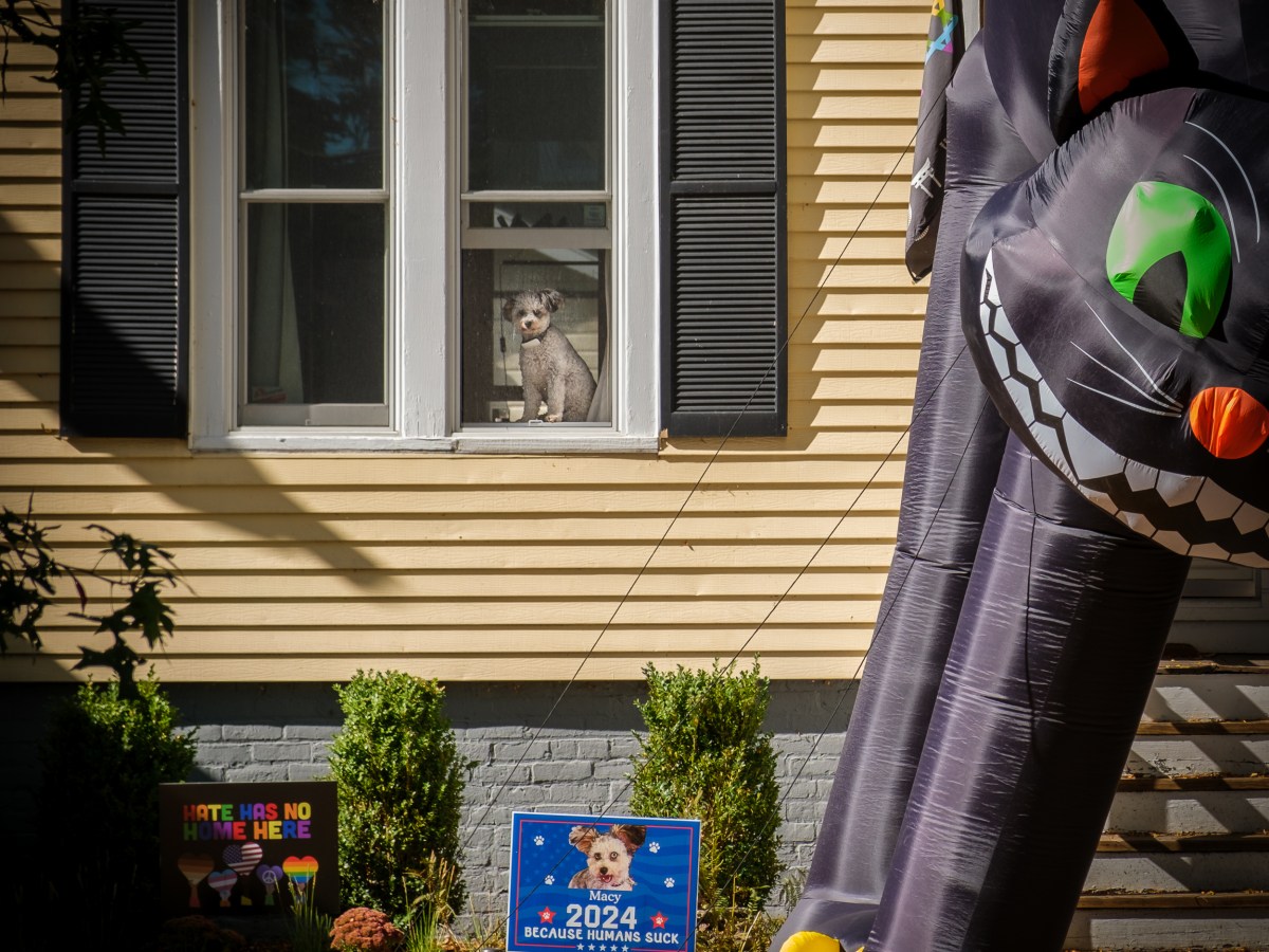 Photos: Evanston gets into election spirit with creative yard signs